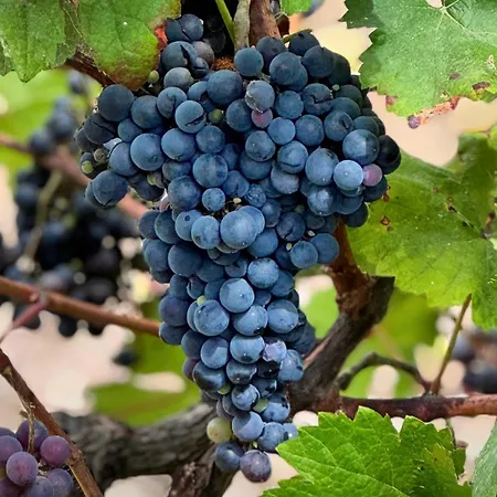 Tiny Escape Отель Sao Miguel do Mato